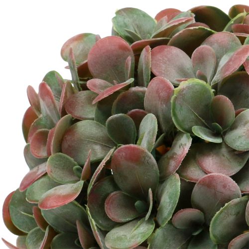 Floristik24 Echeveria míč umělý zelený, červený Ø22cm