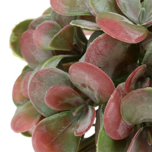 Floristik24 Kuličky Echeveria zelené, červené Ø14cm 4ks