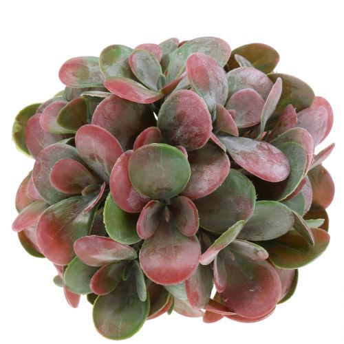 Floristik24 Kuličky Echeveria zelené, červené Ø14cm 4ks