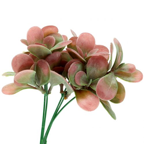 Floristik24 Echeveria větev zelená, švestka 24cm 6ks