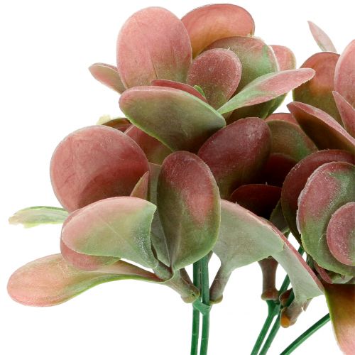 Floristik24 Echeveria větev zelená, švestka 24cm 6ks