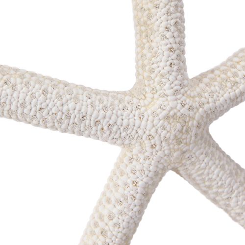 položky Pravá hvězdice přírodní dekorace námořní Ø16–20cm 10 ks