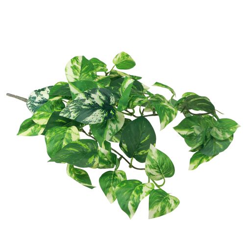 Floristik24 Břečťan Pothos břečťan umělý zlatý úponek 50cm