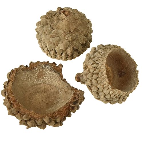 položky Přírodní ozdobné žaludy na tvoření, 1,5 cm, 200 g