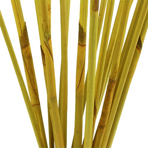 Floristik24 Dekorativní tyčinky, Elephant Reed Yellow 20 ks