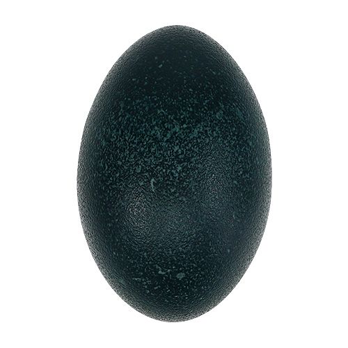 Floristik24 Emu vejce přírodní 12cm - 14cm 1ks