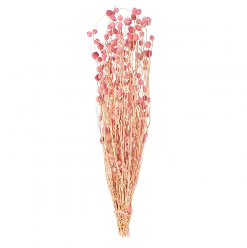 Dekorace ostropestřec jahodový starorůžové sušené květy růžové 50cm 100g