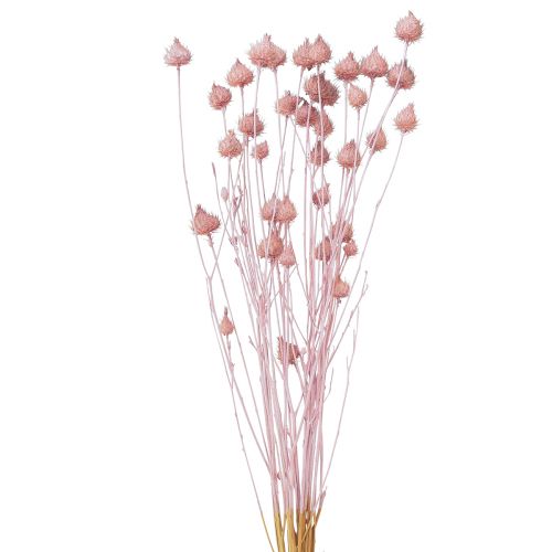 Jahodový bodlák suchý dekorace bodlák světle růžový 58cm 65g