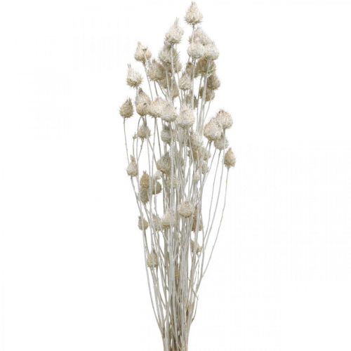 položky Sušené květy Ostropestřec bílý sušený Ostropestřec jahodový barevný 100g