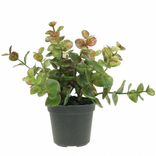 Floristik24 Eukalyptus v květináči H15cm