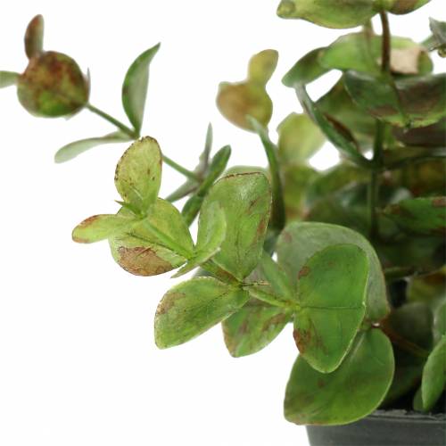 Floristik24 Eukalyptus v květináči H15cm