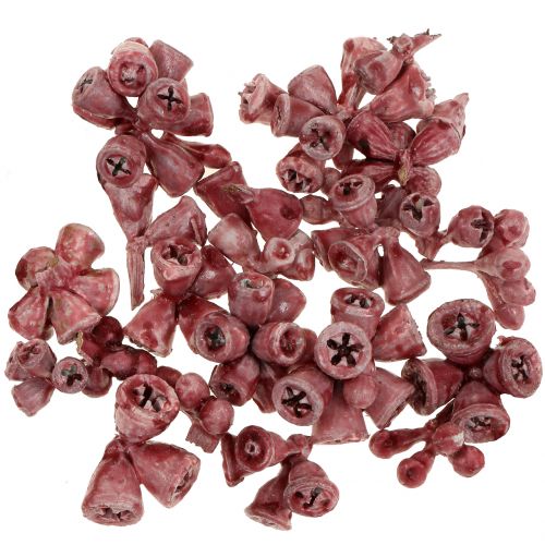 Floristik24 Plody eukalyptu voskované červené 250g