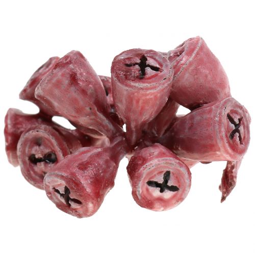 Floristik24 Plody eukalyptu voskované červené 250g