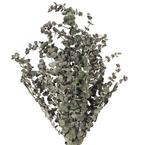 Eukalyptus konzervované větve listy kulaté zelené 150g