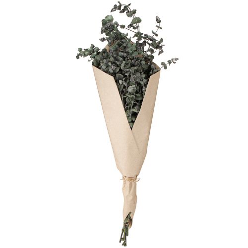 položky Eukalyptus konzervované větve listy kulaté zelené 150g