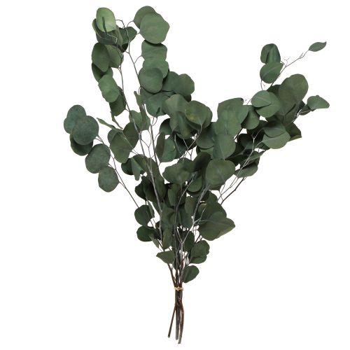 Floristik24 Větve eukalyptu zelené ozdobné větve zachovalé 70-80cm 110g