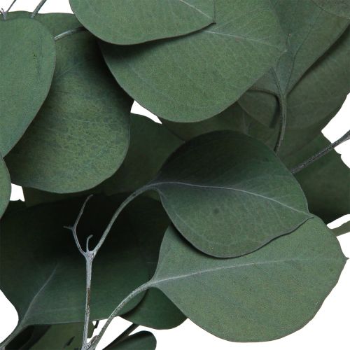 Floristik24 Větve eukalyptu zelené ozdobné větve zachovalé 70-80cm 110g