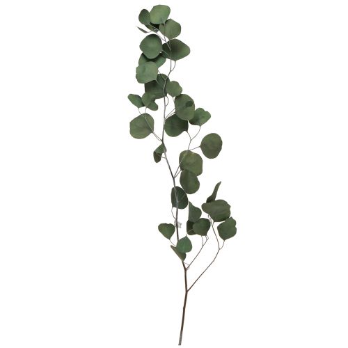 Floristik24 Větve eukalyptu zelené ozdobné větve zachovalé 70-80cm 110g