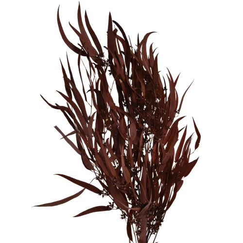 Eukalyptové konzervované větve eukalyptu červená, hnědá 56cm 135g