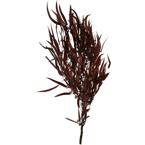 položky Eukalyptové konzervované větve eukalyptu červená, hnědá 56cm 135g