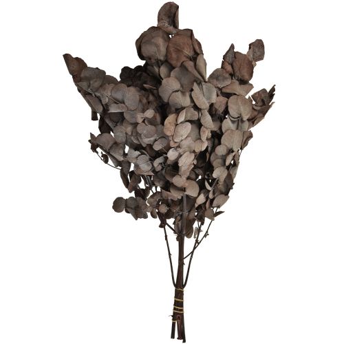 položky Eukalyptové větve Eukalyptus konzervovaný červený L49cm 120g