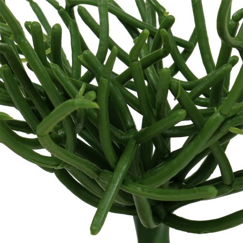 Floristik24 Euphorbia pick zelený 19cm 4ks