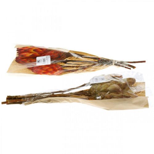 Floristik24 Protea Mix, Sušené květiny Respens Natural/Červená 13 ks