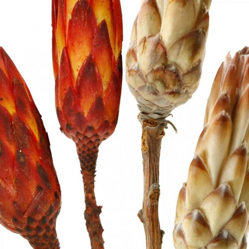 položky Protea Mix, sušené květiny Respens přírodní/červená 13ks