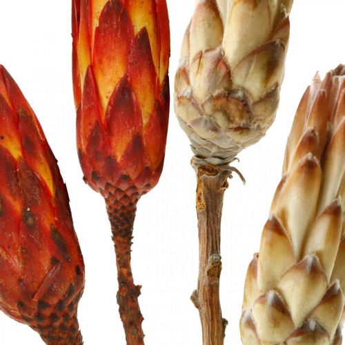 Floristik24 Protea Mix, Sušené květiny Respens Natural/Červená 13 ks