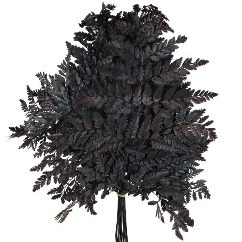 položky Dekorace kapradiny Real Fern Fronds Černá Zachovalá 45cm 10 ks
