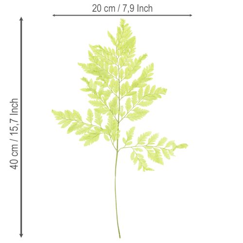 položky Kapradiny: Konzervovaný, vysoce kvalitní přírodní materiál pro dlouhotrvající dekorační projekty, 40 cm, 10 kusů