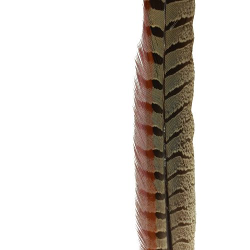 Floristik24 Dekorace Bažantí peří Skutečné peří přírodní 40cm 9 ks