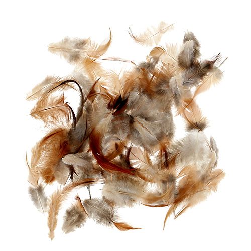 Floristik24 Druh peří. 5-15cm příroda 228ks