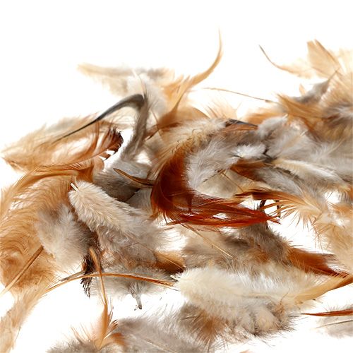 Floristik24 Druh peří. 5-15cm příroda 228ks