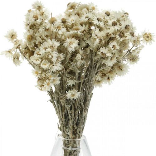 Floristik24 Mini slaměný květ bílý sušený květ Deco Rock Flower V20cm 15g