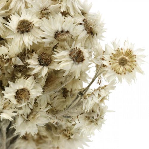položky Mini slaměný květ bílý sušený květ Deco Rock Flower V20cm 15g
