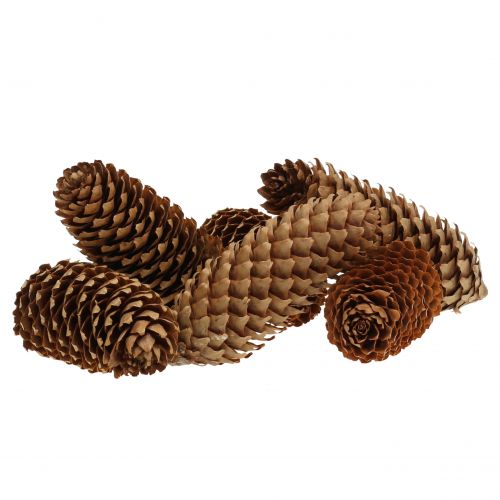 Floristik24 Smrkové šišky přírodní 13cm 12 ks