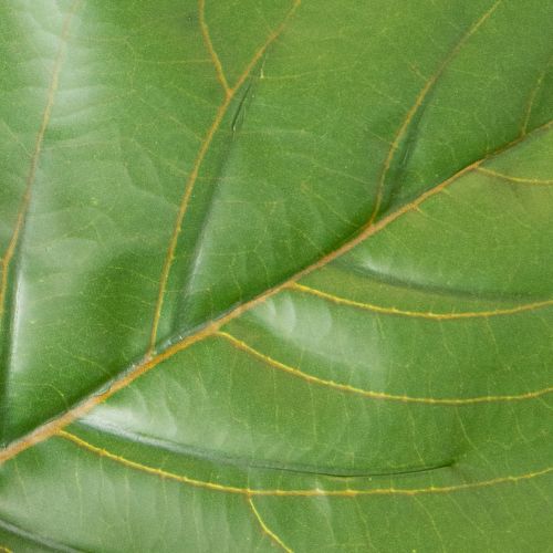 Umělý Ficus lyrata 120 cm dekorativní do obývacího pokoje | Floristik24.cz
