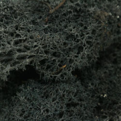 položky Dekorativní Moss Black konzervuje islandský mech pro řemesla 400g