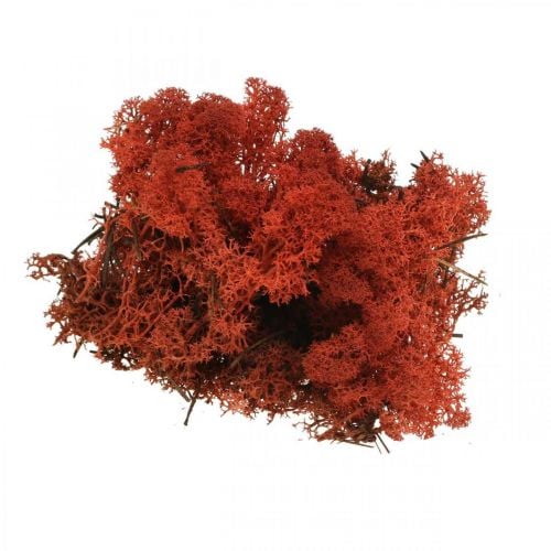 Dekorativní mechový červený Siena přírodní mech pro ruční práce, sušený, barevný 500g