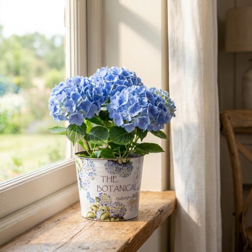 Sázecí plastový květináč na hortenzii Ø13,5cm V12cm | Floristik24.cz