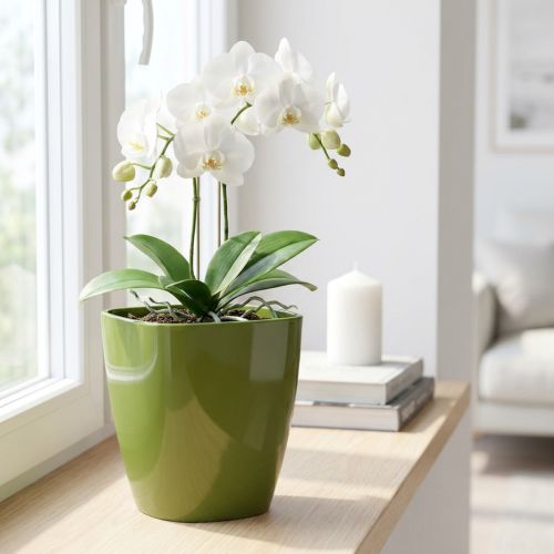 Květináč na orchidej lesklý Ø12,5cm olivově zelený 1 ks | Floristik24.cz