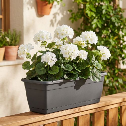 Geranium keř bílý 38cm | Floristik24.cz