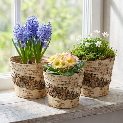 Březový květináč z kůry s fólií Ø15cm V13cm 3ks | Floristik24.cz