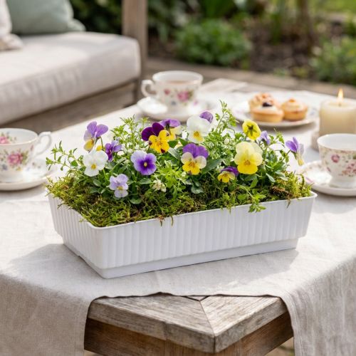Zásuvková miska Lara 15cm x 8cm x 4cm 10ks | Floristik24.cz