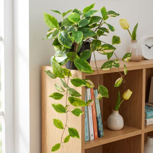 Filodendron Scindapsus s květináčem, nenáročný na údržbu - ideální do kanceláře i domácnosti 32cm | Floristik24.cz