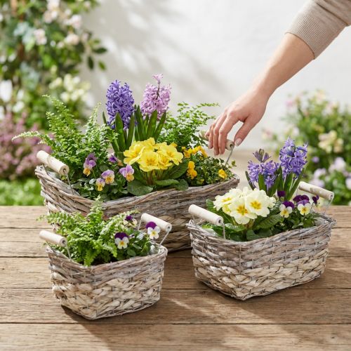 Koš na rostliny s držadly, čtvercová košíková mísa, přírodní květináč na výsadbu shabby chic umytá bílá L30/25,5/21 cm V12/11/10 cm sada 3 ks | Floristik24.cz