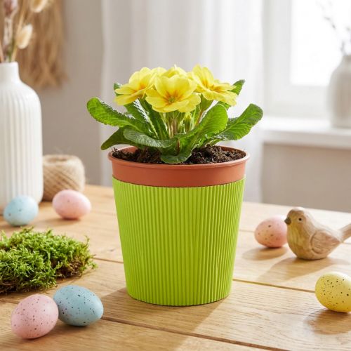 Plisované manžety na květináče světle zelené 14,5cm 100 kusů | Floristik24.cz