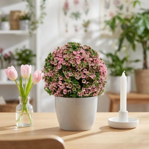 položky Ozdobná koule růžová zelená koulová rostlina Ø15cm 1 kus