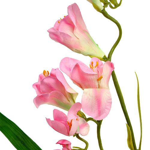 Floristik24 Frézie 56cm růžová 4ks